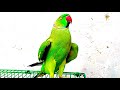 Green Indian Parrot Talking and Dancing Video