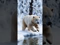 A polar bear frolics amidst snow-covered trees and a flowing stream.