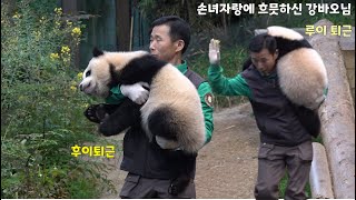 [에버랜드 판다] 강바오님이 루이바오, 후이바오 손녀자랑 하시면서 퇴근~ / 아기판다 재롱 보시며 흐믓한 할부지 / 분유먹고, 재롱부리고, 오늘도 한없이 귀여운 루이,후이 퇴근길