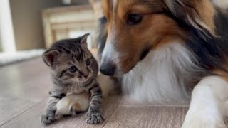 It's okay even if I become a dog, as long as I'm happy - YouTube