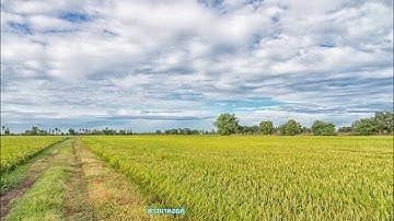 Thumbnail of เพลงสาวนาคอยคู่ : เปาวลี  พรพิมล (เพลงคุณแม่ชอบ)