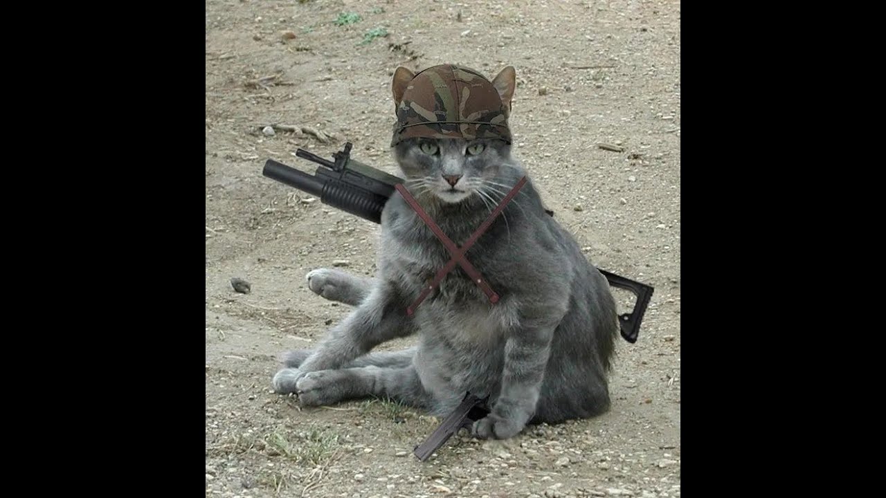 Про котиков для детей смешное с озвучкой