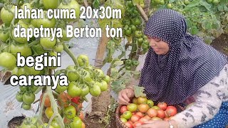 tanaman tomat berbuah lebat coba cara ini