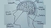 Cómo dibujar el cerebro/How to draw the brain - YouTube