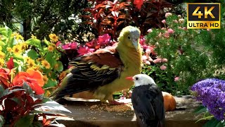 Cat TV Video😸Birds Under The Sun🕊️Birds Video & Videos for cats to Play