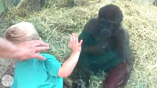Zoo Animals Catch A Glimpse Beyond The Glass Wall