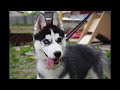 Siberian Husky Golden retriever , Husky Puppies Interesting Facts!!