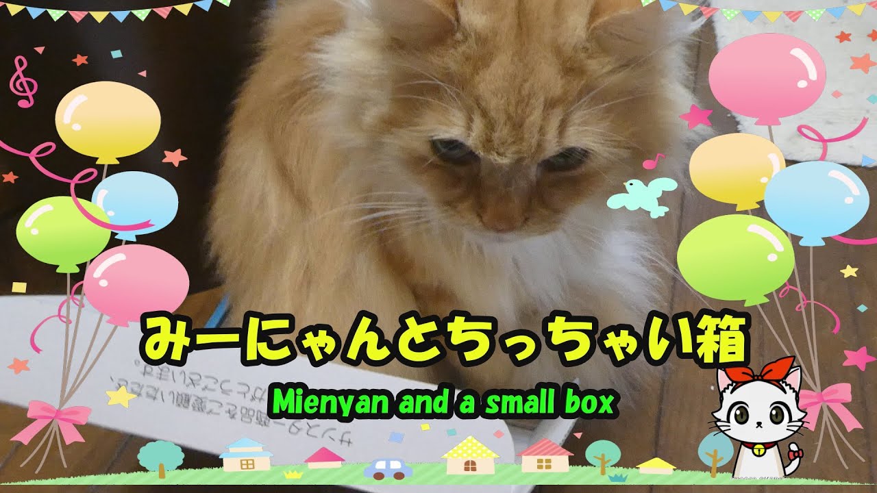 みーにゃんとちっちゃい箱 Mienyan And A Small Box Youtube