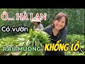 TUYỀN LÊ: Rau muống ở Hà Lan năm đồng một kí quá đã