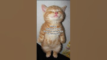 Thumbnail of ihhhhhh lucuuu banget!! #oldies #song #singer #vintage #youtubeshorts #cute #kucing