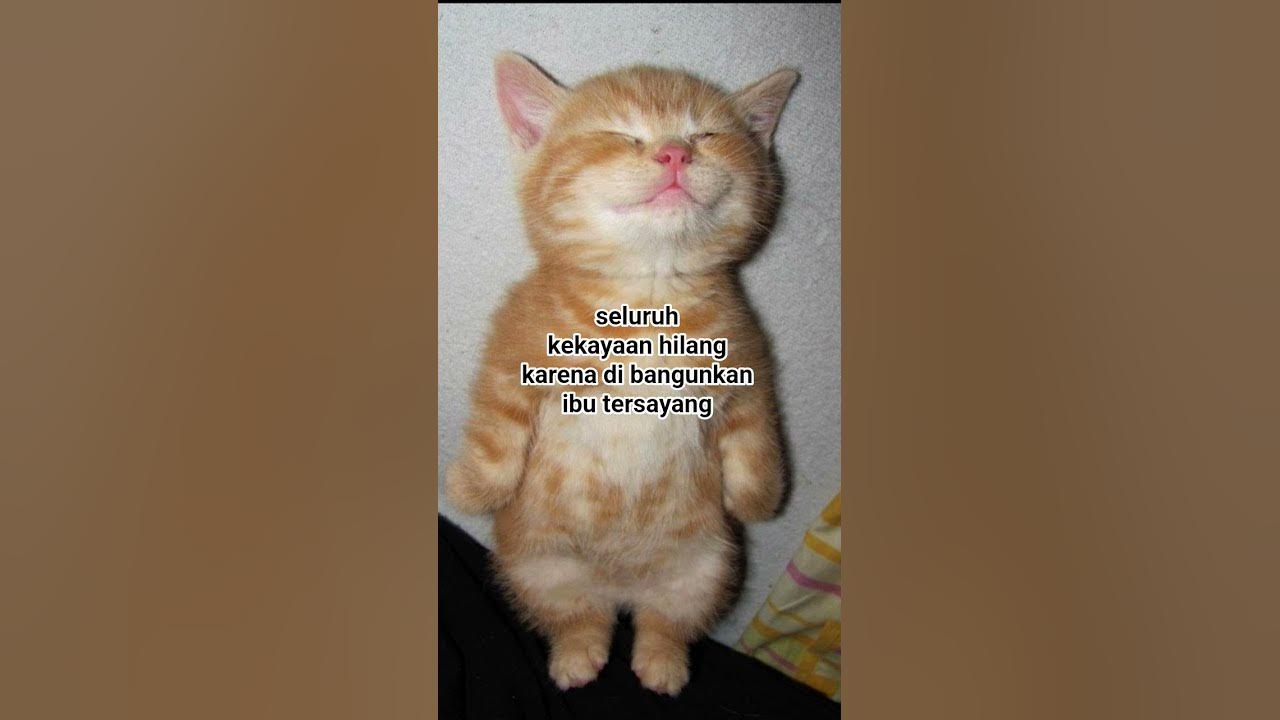 ihhhhhh lucuuu banget!! #oldies #song #singer #vintage #youtubeshorts #cute #kucing ihhhhhh lucuuu banget!! #oldies #song #singer #vintage #youtubeshorts #cute #kucing