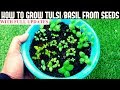 How to grow tulsiholy basil from seeds with updates