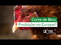 O corte de bico em poedeiras pode ser banido em todas as suas formas na Europa, DICAS