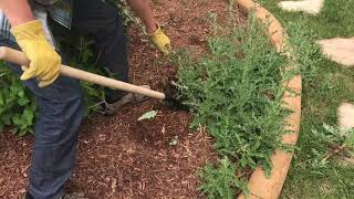How to Dig out Weeds