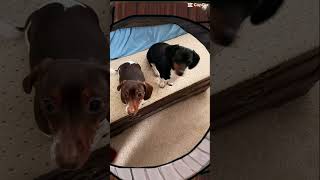 Twilight Zone… But It’s Just Frankie &amp; Little One 😂 #TwilightZone, #Frankie-LittleOne, #FunnyDogs