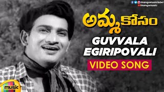 Krishna Old Hit Songs | Guvvala Egiripovali Video Song | Amma Kosam Movie | Krishna | Krishnam Raju 