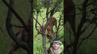 #الحياةالبرية #عشقالطبيعه