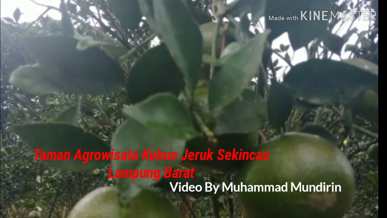 Wisata Kebun Jeruk Sekincau Lampung Barat Youtube Wisata Kebun Jeruk Sekincau Lampung Barat Youtube