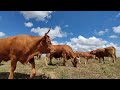 mataderos colapsados