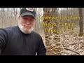 Immune System Mega Fungus Turkey Tail