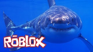 IL Y A DES REQUINS ROBLOX