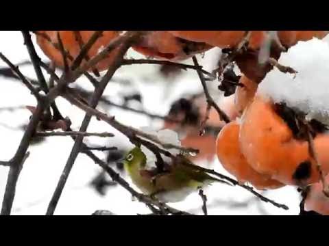 ムビる07600 東京11月54年ぶりの初雪メジロは柿を食む mejiro
