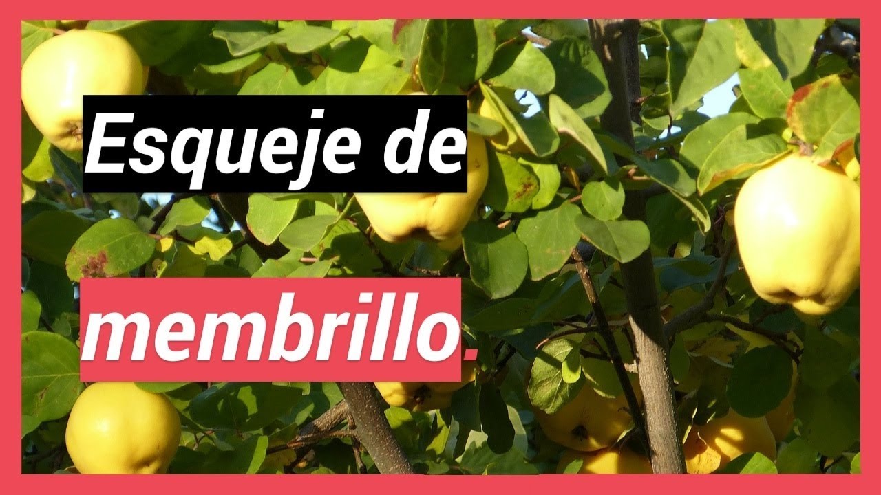 😎🌿Como hacer esquejes de membrillo.