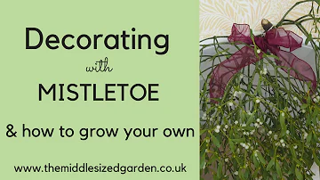 Decorating with mistletoe - and how to grow your own