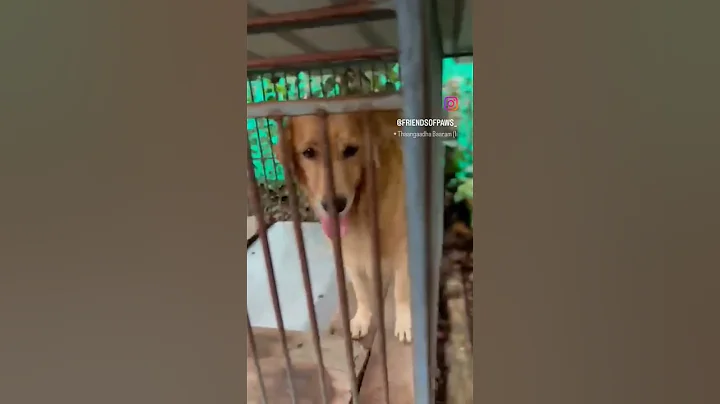 free adoption golden retriever #dogshorts #pets #dogbreed #dogkennel #freeadoptiondog