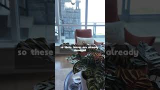 Yellow leaves on your plant? Here's how to fix it |Darrell Smith