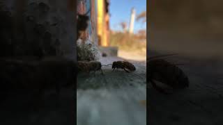 صوت النحل 🐝