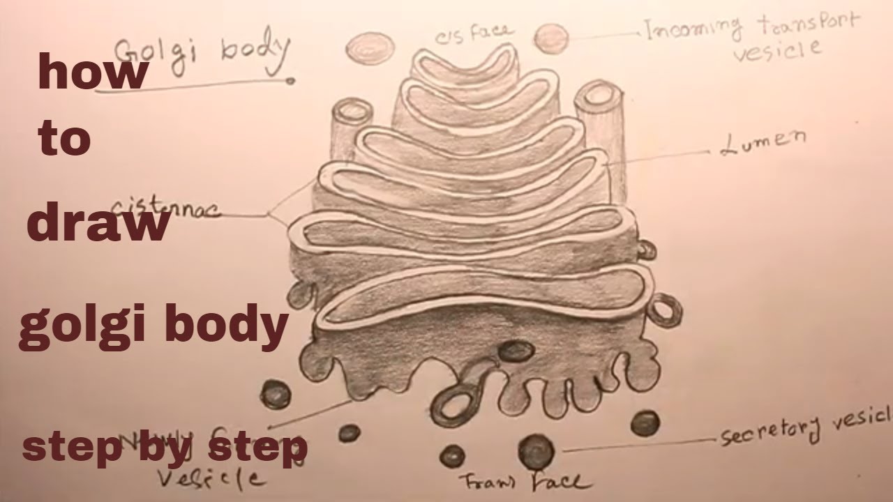 Featured image of post How To Draw A Golgi Apparatus How to draw a rose draw a rose draw a rose easy