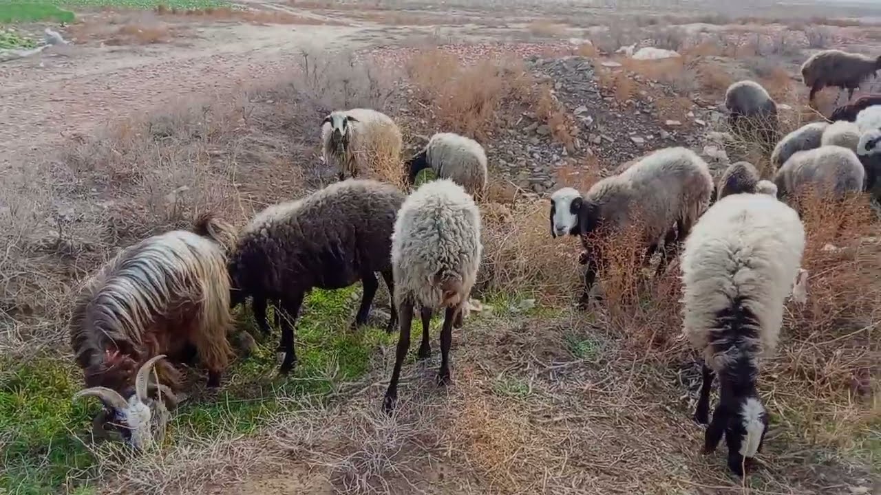 حمایت کنید ممنون میشم 🫡♥️