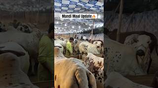 Mandi update 2026 #viral #cow #bull #shorts #video