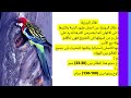 SONG ROSELLA تغريد طائر الروزيلا الجميل