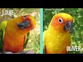 The Scariest Parrot Disease