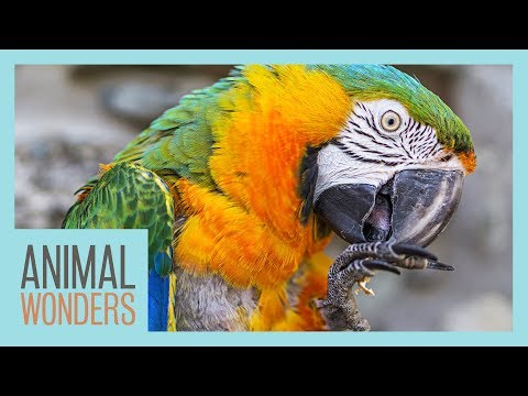 Video: Macaw Wasting Disease In Birds