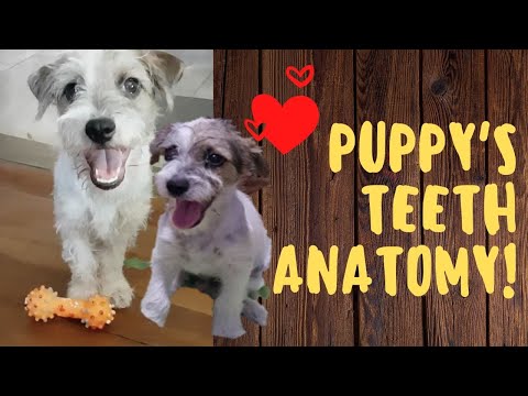 Puppy&rsquo;s Teeth (Dental) Anatomy | #VLOG 119