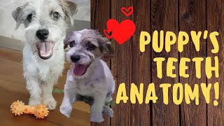 Puppys Teeth Dental Anatomy 119