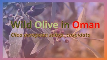 Wild Olive in Oman : A PhD Project by Thuraiya Al-Jabri, University of Reading, UK
