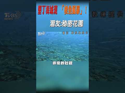 墾丁海域現「梭魚風暴」! 潛友:祕密花園｜TVBS新聞 @TVBSNEWS01