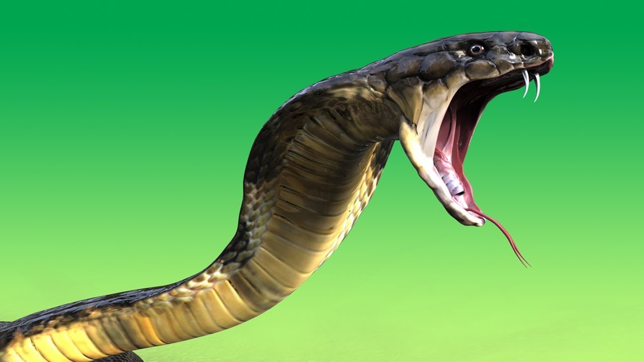 Cuál es la serpiente más venenosa de todo el mundo