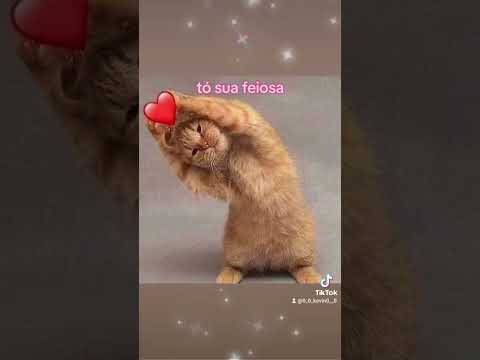 Tó Humor Tiktok Memes Meme Fofo Gatos