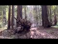 Redwood’s. Armstrong redwood’s. Рэдвудс. #California #redwoods #GerekC