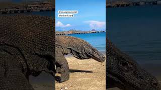 Monitor Lizard #shorts #shortvideo #short #youtubeshorts
