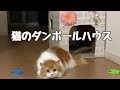 猫ダンボールハウスお気に入り　多頭飼いで仲良く