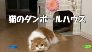 猫ダンボールハウスお気に入り　多頭飼いで仲良く