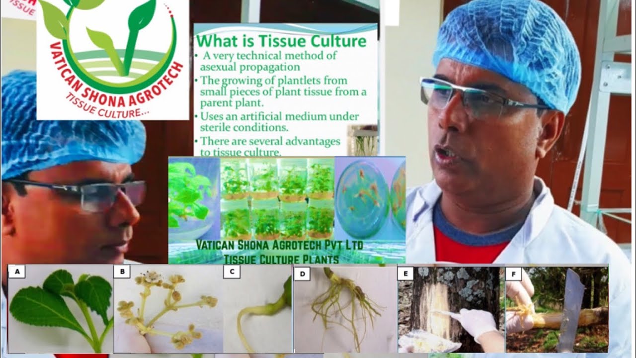 Tissue Culture Lab in Delhi.. Vatican Shona Agrotech pvt Ltd YouTube