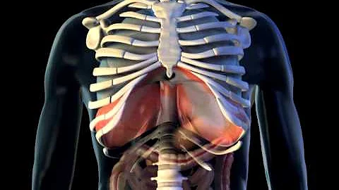 Diaphragm - 3D Medical Animation || ABP ©