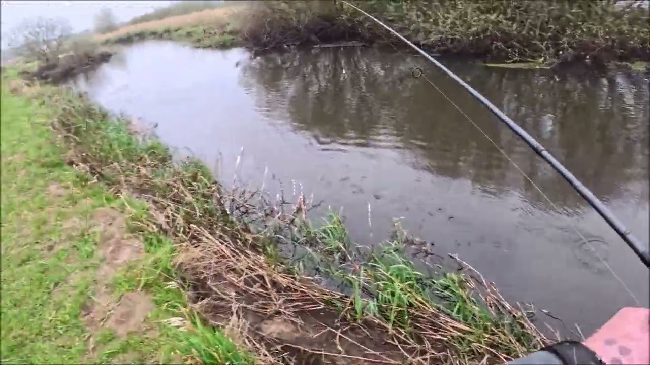 Lakse tossen prøver igen